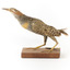 Buff-Banded Rail standing on wooden mount leaning forwards 