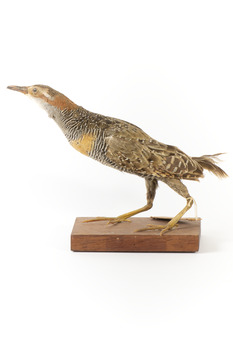Buff-Banded Rail standing on wooden mount leaning forwards 
