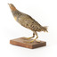 Buff-Banded Rail standing on wooden mount leaning forwards 