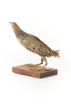 Buff-Banded Rail standing on wooden mount leaning forwards 