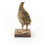 Buff-Banded Rail standing on wooden mount leaning forwards 