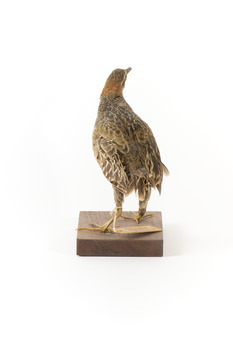 Buff-Banded Rail standing on wooden mount leaning forwards 