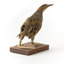 Buff-Banded Rail standing on wooden mount leaning forwards 