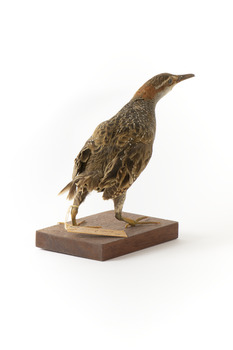 Buff-Banded Rail standing on wooden mount leaning forwards 