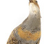 Buff-Banded Rail standing on wooden mount leaning forwards 