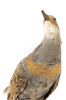 Buff-Banded Rail standing on wooden mount leaning forwards 