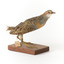 Buff-Banded Rail standing on wooden mount leaning forwards 