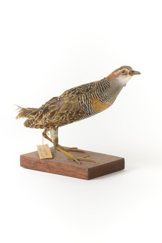 Buff-Banded Rail standing on wooden mount leaning forwards 