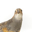 Buff-Banded Rail standing on wooden mount leaning forwards 