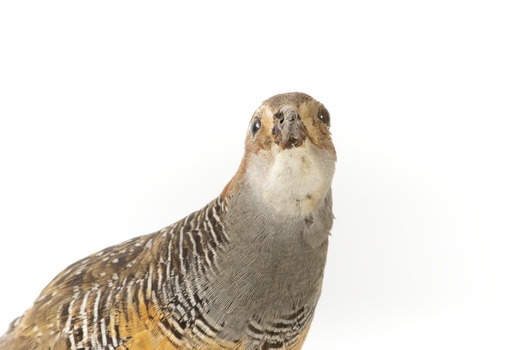 Buff-Banded Rail standing on wooden mount leaning forwards 