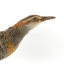 Buff-Banded Rail standing on wooden mount leaning forwards 
