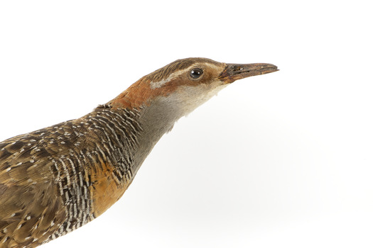 Buff-Banded Rail standing on wooden mount leaning forwards 