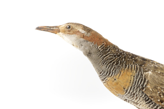 Buff-Banded Rail standing on wooden mount leaning forwards 