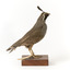 Californian Scrib Wren / Californian Quail standing on wooden mount facing forward