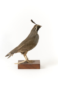 Californian Scrib Wren / Californian Quail standing on wooden mount facing forward