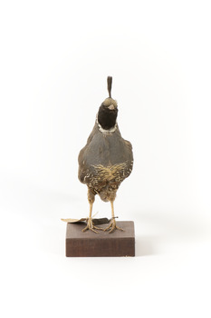 Californian Scrib Wren / Californian Quail standing on wooden mount facing forward