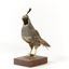 Californian Scrib Wren / Californian Quail standing on wooden mount facing forward