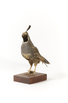 Californian Scrib Wren / Californian Quail standing on wooden mount facing forward