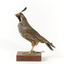 Californian Scrib Wren / Californian Quail standing on wooden mount facing forward