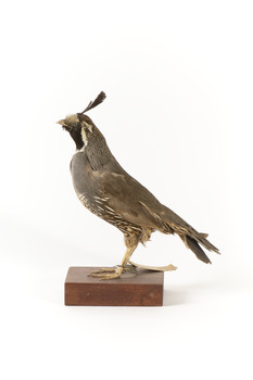Californian Scrib Wren / Californian Quail standing on wooden mount facing forward