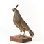 Californian Scrib Wren / Californian Quail standing on wooden mount facing forward