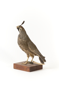 Californian Scrib Wren / Californian Quail standing on wooden mount facing forward