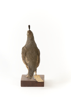 Californian Scrib Wren / Californian Quail standing on wooden mount facing forward