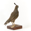 Californian Scrib Wren / Californian Quail standing on wooden mount facing forward