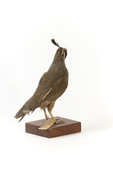 Californian Scrib Wren / Californian Quail standing on wooden mount facing forward