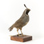 Californian Scrib Wren / Californian Quail standing on wooden mount facing forward