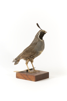 Californian Scrib Wren / Californian Quail standing on wooden mount facing forward