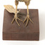 Californian Scrib Wren / Californian Quail standing on wooden mount facing forward