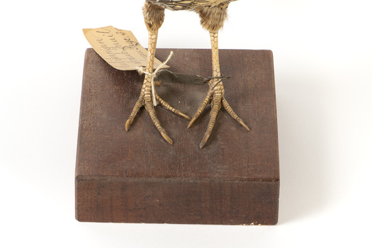 Californian Scrib Wren / Californian Quail standing on wooden mount facing forward