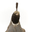 Californian Scrib Wren / Californian Quail standing on wooden mount facing forward