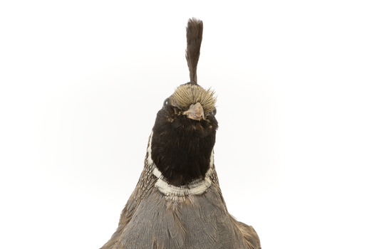 Californian Scrib Wren / Californian Quail standing on wooden mount facing forward