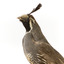 Californian Scrib Wren / Californian Quail standing on wooden mount facing forward