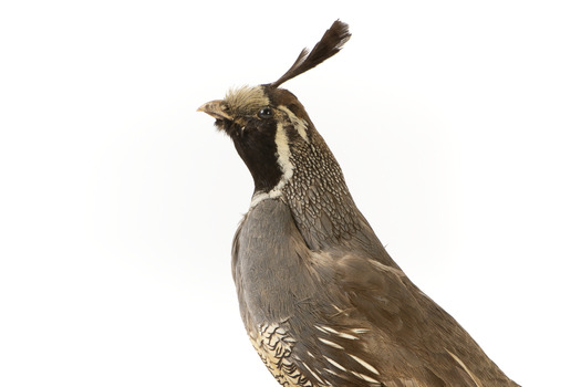 Californian Scrib Wren / Californian Quail standing on wooden mount facing forward