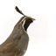 Californian Scrib Wren / Californian Quail standing on wooden mount facing forward