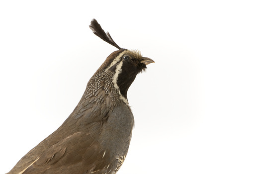 Californian Scrib Wren / Californian Quail standing on wooden mount facing forward