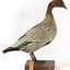 Male wood duck standing on wooden mount looking towards the right