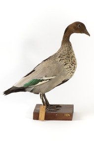 Male wood duck standing on wooden mount looking towards the right