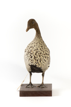Male wood duck standing on wooden mount looking towards the right