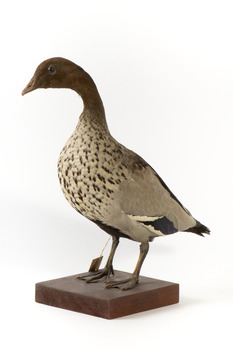 Male wood duck standing on wooden mount looking towards the right