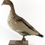Male wood duck standing on wooden mount looking towards the right