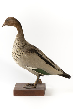Male wood duck standing on wooden mount looking towards the right