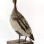 Male wood duck standing on wooden mount looking towards the right