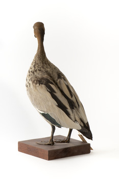 Male wood duck standing on wooden mount looking towards the right