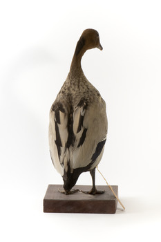 Male wood duck standing on wooden mount looking towards the right