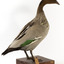 Male wood duck standing on wooden mount looking towards the right