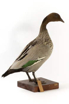 Male wood duck standing on wooden mount looking towards the right